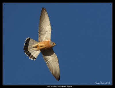 Lesser Kestrel, Spain