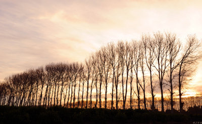 Wind Trees