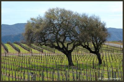 The Gainey Vineyard & Winery in March
