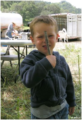 Gavin