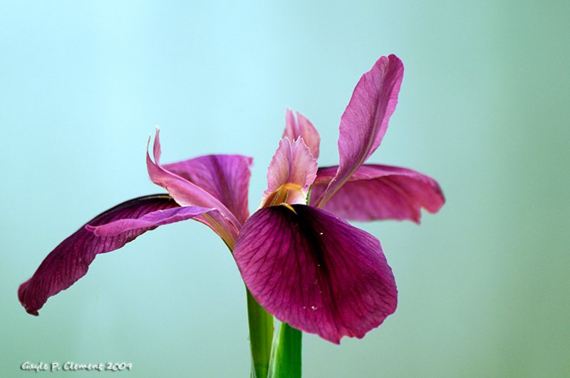 Louisiana Iris