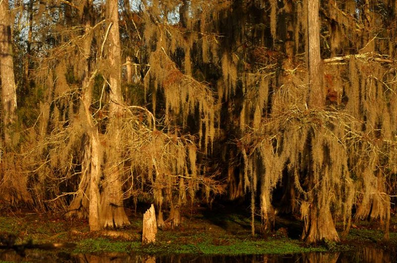 Winter in the Swamp