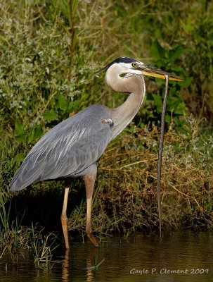 Great Blue Heron with Snake II