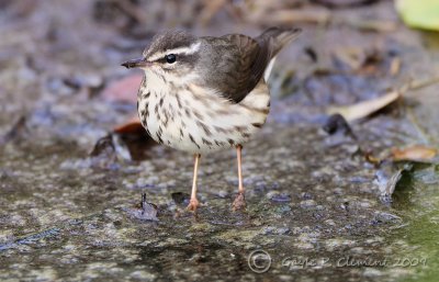 Louisiana Waterthrush