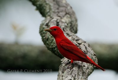 Another Summer Tanager