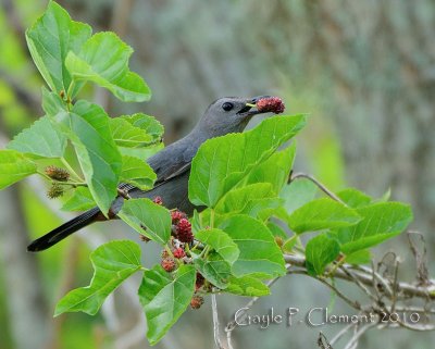 Grey Catbird with Mulberries