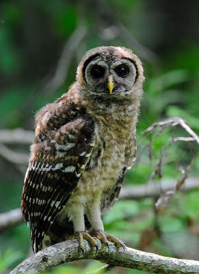 Newly Fledged Owl