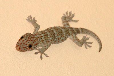 our gecko
