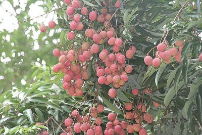 hmmm, longan! errrr....  I mean, lychees ( I stand corrected :-)) 