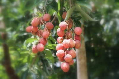 you know this one... Litchi chinensis ( lychees:-))