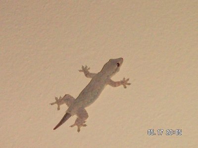 gecko on the wall