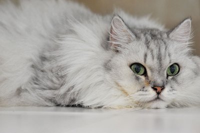 g3/43/42943/3/102785093.O1fhdDP3.jpg