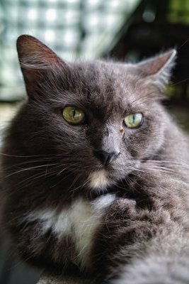 Loki