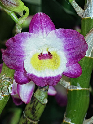 Dendrobium