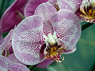 Phalaenopsis