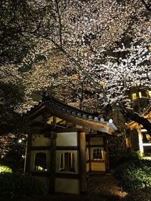 Night Sakura viewing at Grand Prince Hotel Shin Takanawa