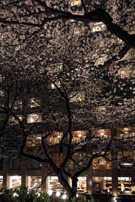 Night Sakura Viewing at Grand Prince Hotel Shin Takanawa