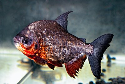 Colossoma macropomum (Red-Bellied Pacu)