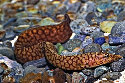 Caecomastacembalus maculatus (Tanganyikan Eel)