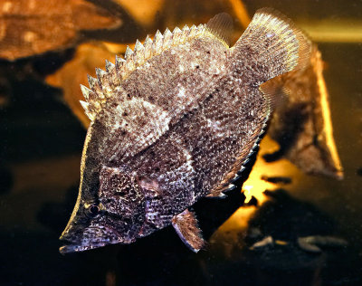 Nandus nebulosus (Leaf Fish)