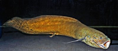 Protopterus annectens (West African Lungfish)