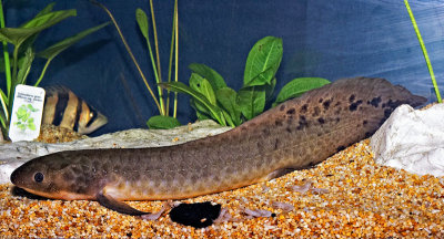 Neoceratodus forsteri (Australian Lungfish)
