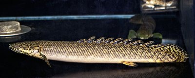 Polypterus ornatipinnis (Ornate Bichir)