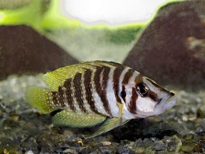 Altolamprologus calvus Yellow