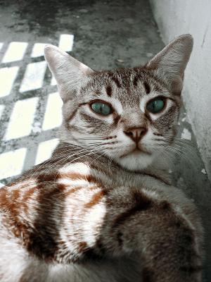 Nobby