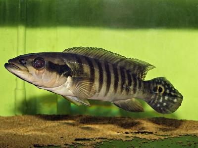 Crenicichla cincta