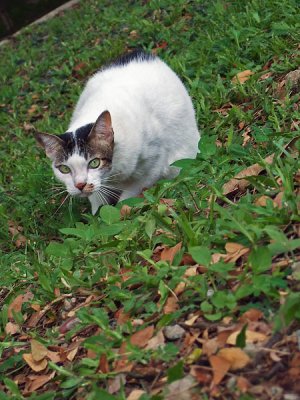 Cat on a Slope