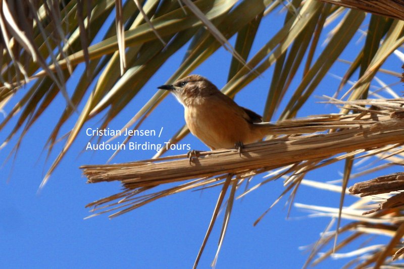 Foulvous Babbler - Turdoides fulvus