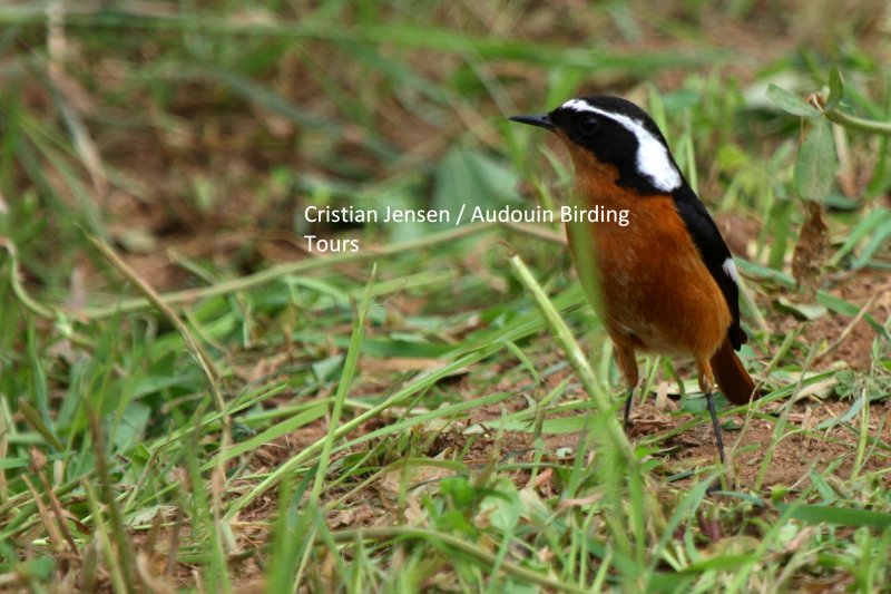 Moussiers Redstart - Phoenicurus moussieri