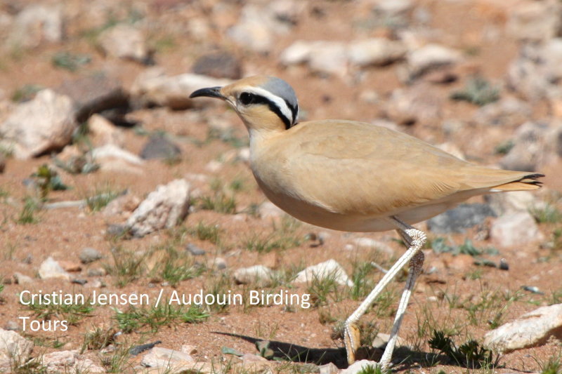 Cream Coulored Courser - Cursorius curser - Corredor Sahariano