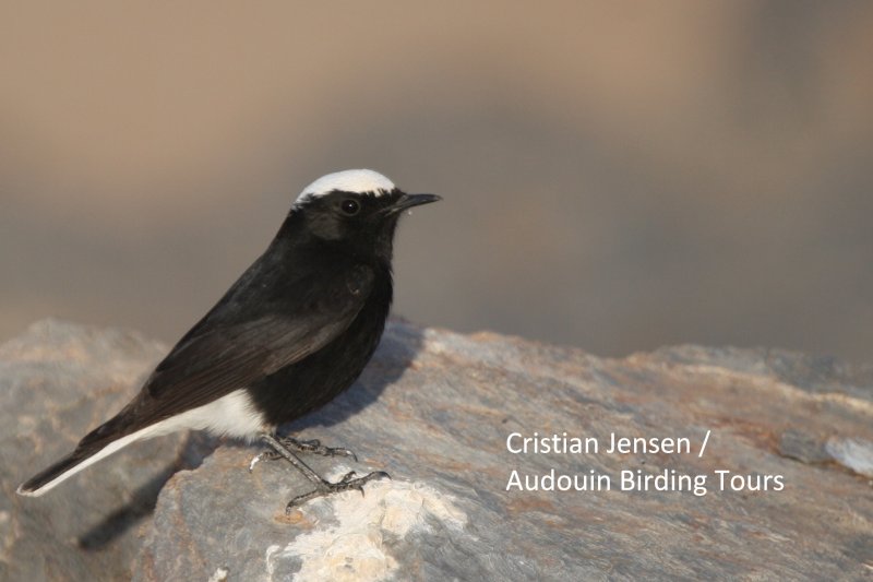 White-crown Wheatear - Oenanthe leucopiga