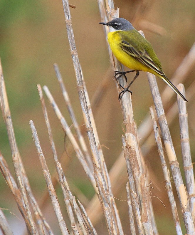 iberian yellow wagtail - Motacilla flava iberiae