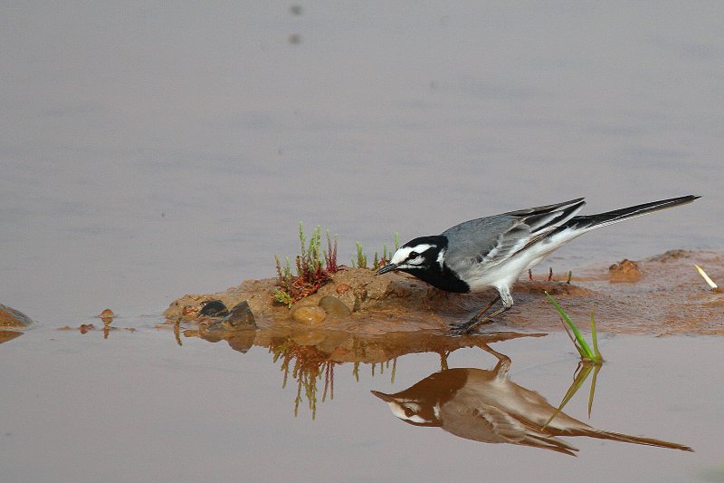 Moroccan Wagtail - Motacilla (alba) supersonata