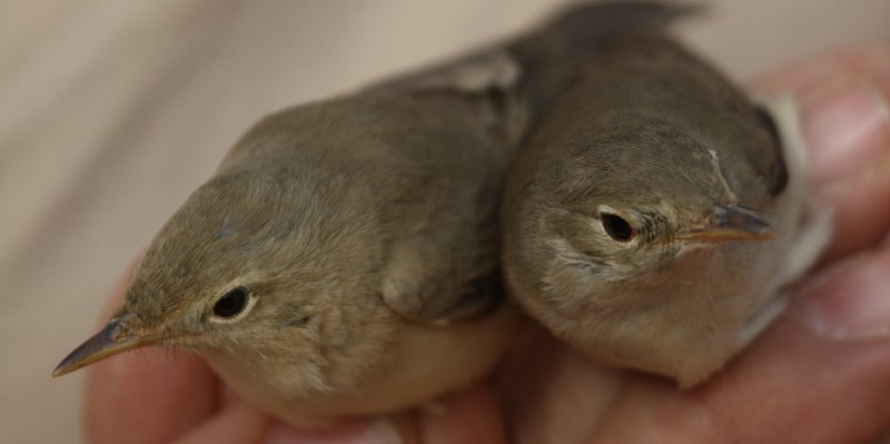  Saharai (left) Western and Olivaceus Warbler - Hippolais (opaca/pallida) reisieri (left) and H. (pallida) opaca (right)
