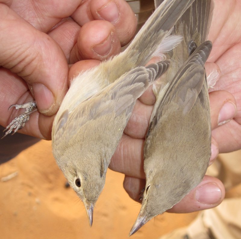 Saharai (left) Western and Olivaceus Warbler - Hippolais (opaca/pallida) reisieri (left) and H. (pallida) opaca (right)