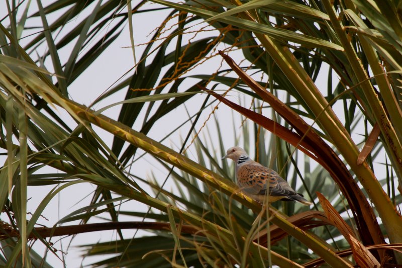 Turtle Dove - Streptopelia turtur arenicola - Tortora vulgar