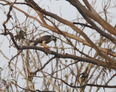 Peregrine Falcon - Falco peregrinus minor - Halcón peregrino - Falco pelegrí