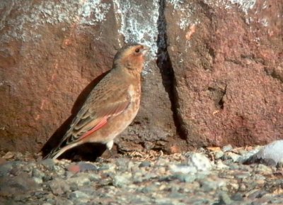 Crimson-winged Finch - Rhodopechys sanguinea aliena