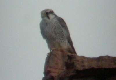 Adult Lanner Falcon - Falco biarmicus erlangeri - Halcon Lanario - Falcó Llaner