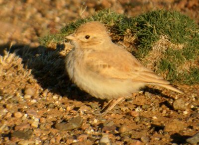 Bar-tailed Desert Lark - Ammomanes cinturus