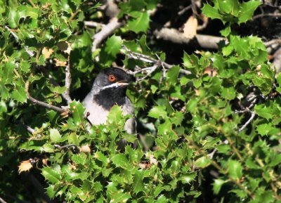 Wildlife photos from Turkey - Birds - Butterflies and Bugs - Flowers - Landscapes