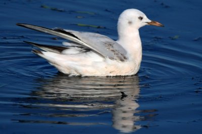 Slender-billed Gull 1st winter - Larus genei - Gaviota Picofina 1er invierno - Gavina Capblanca primer hivern