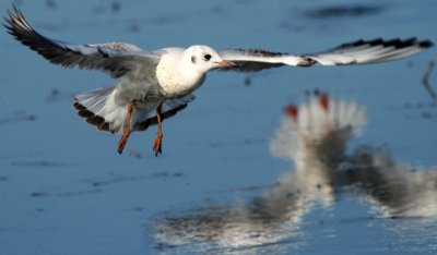 Black-headed Gull - Larus ridibundus - Gaviota reidora - Gavina riallera