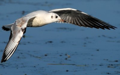 Black-headed Gull 1st winter - Larus ridibundus - Gaviota reidora primer invierno- Gavina riallera volant edat primer hivern