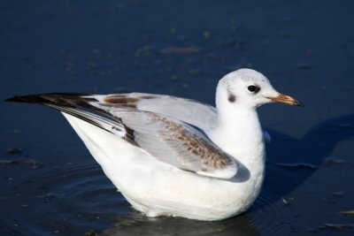 Black-headed Gull 1st winter- Larus ridibundus - Gaviota reidora primer invierno- Gavina riallera primer hivern