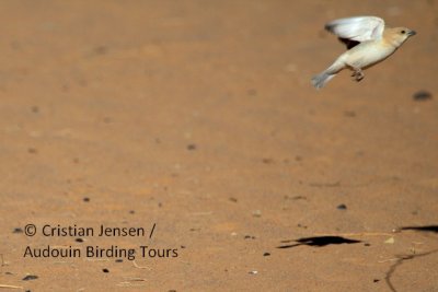 Desert Sparrow female - Passer simplex
